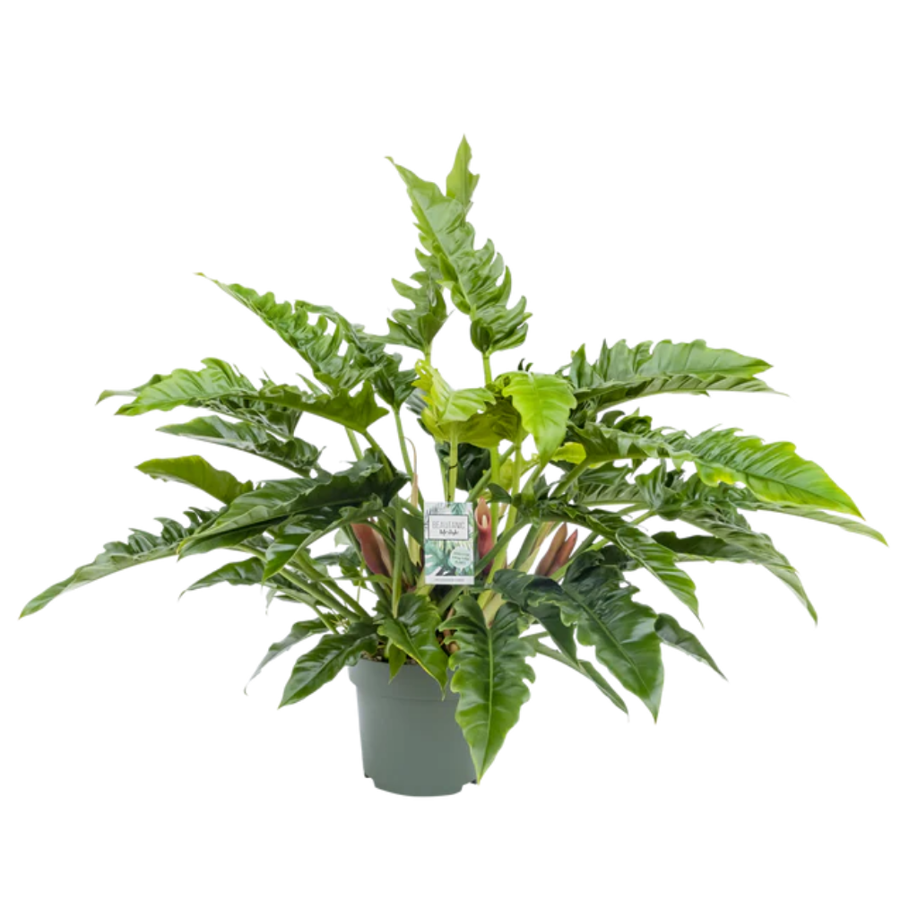 Philodendron Rambo (Philodendron Narrow Escape) 65