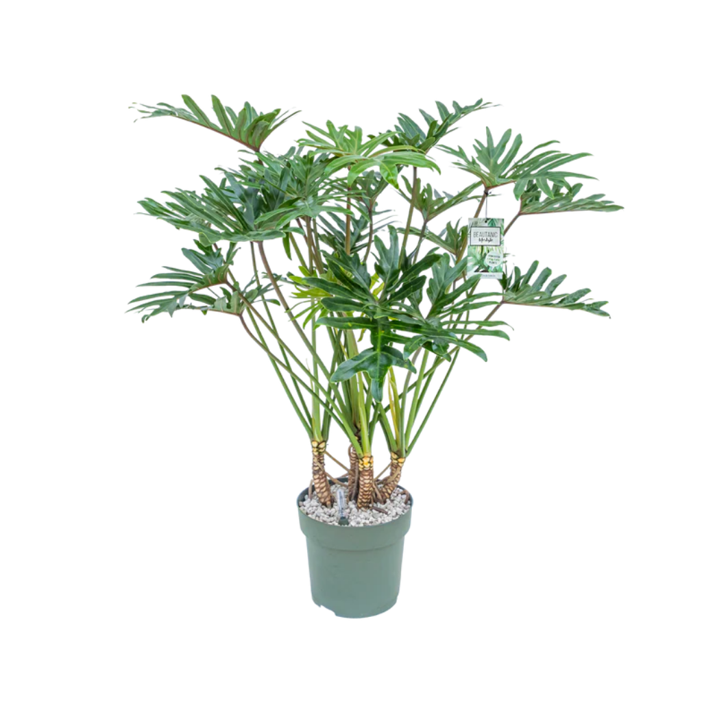 Philodendron Xantal 120