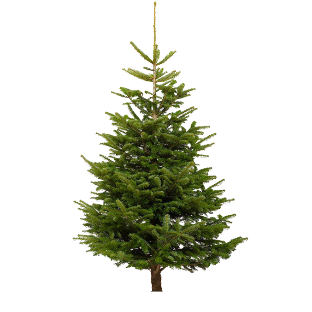 Kerstboom Picea Abies gezaagd 125-150 cm