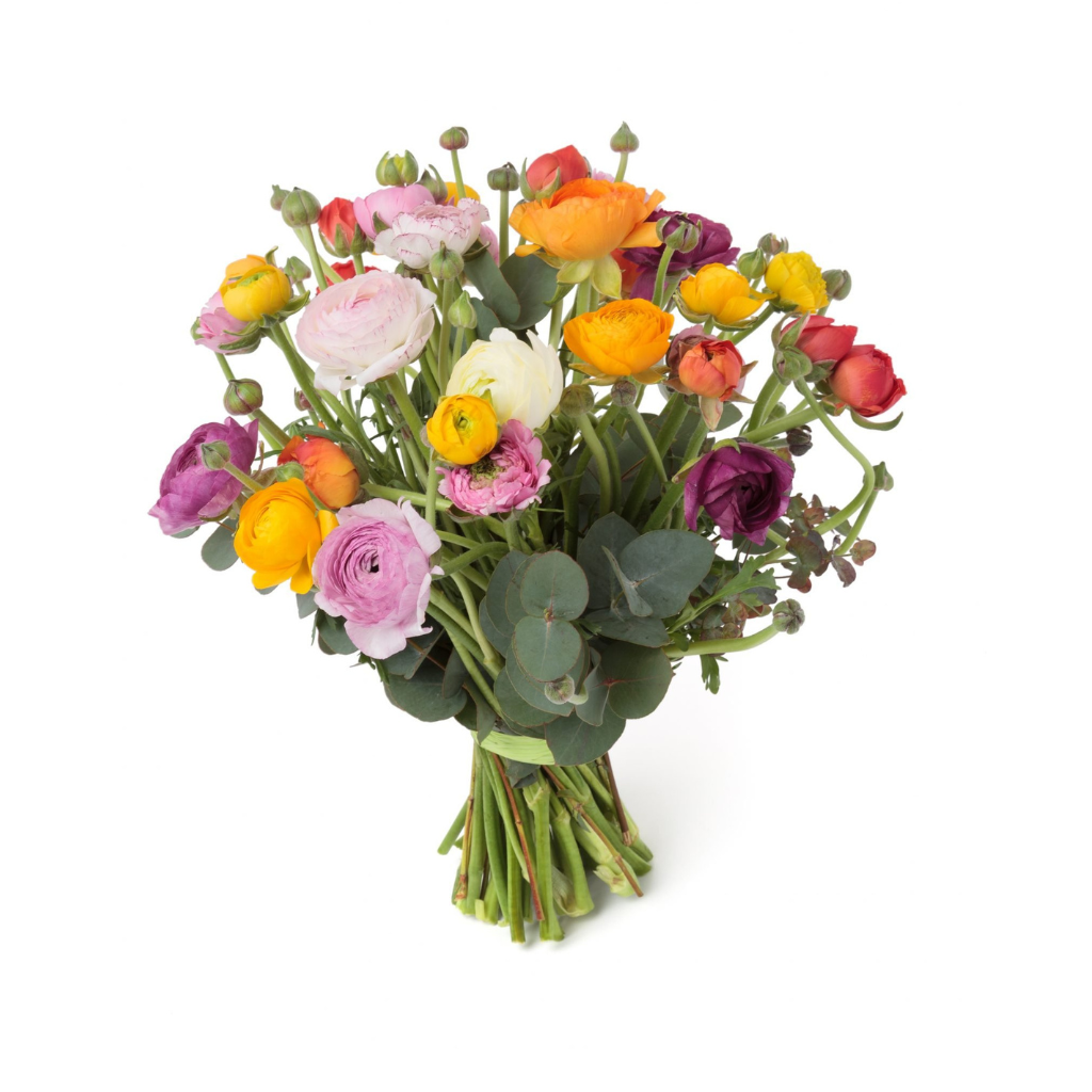 Ranonkel Ranunculus 40 cm