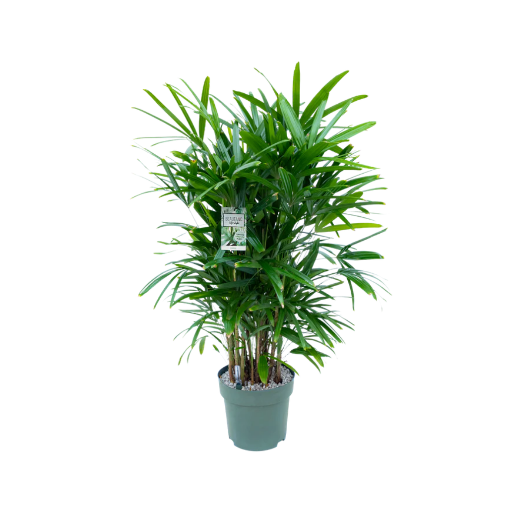 Bamboepalm (Rhapis Excelsa) 130