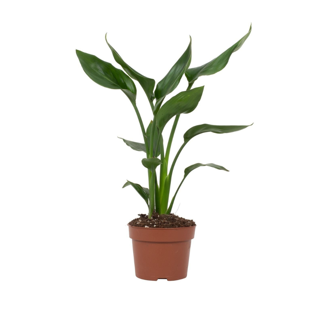 Paradijsvogelbloem (Strelitzia Reginae) H 40 ø 12 cm