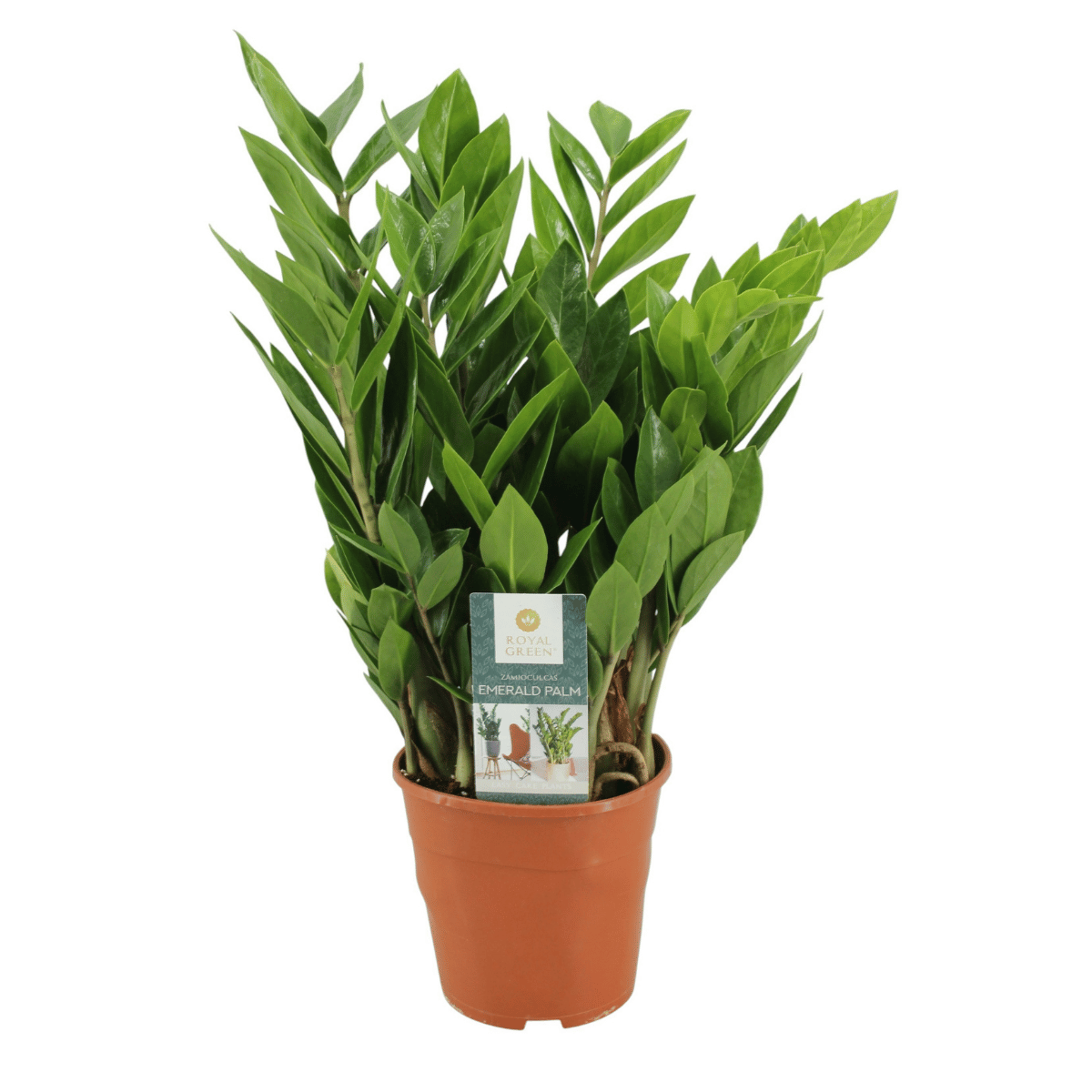 Emerald Palm (Zamioculcas Zamiifolia) 50 x 14 cm