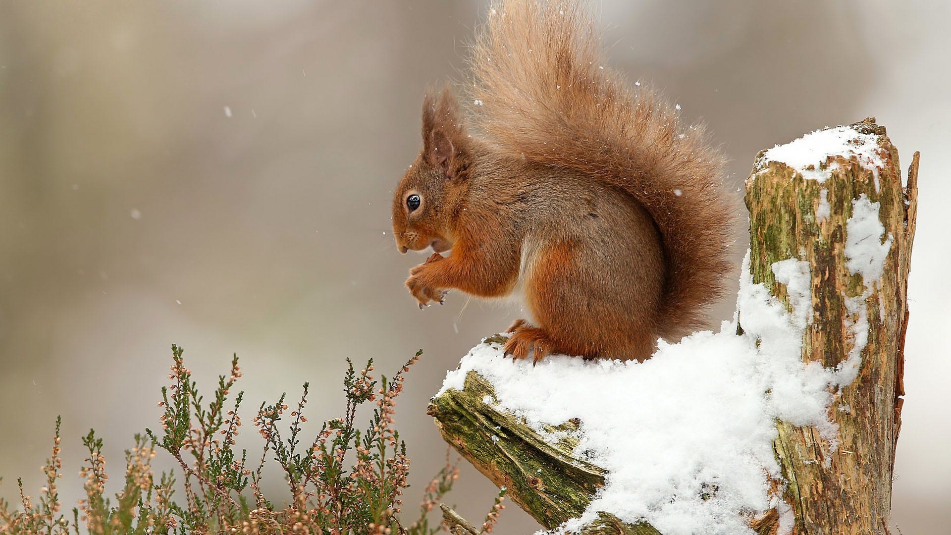 Een rode eekhoorn (Sciurus vulgaris) met een pluimstaart staat tussen met sneeuw bedekte heide of lage struiken. De eekhoorn heeft een roodbruine vacht en kijkt naar links in de sneeuw. De achtergrond is onscherp en wit door de winterse omstandigheden en de sneeuwval.